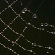 Illustration for article titled Group of jumping spiders attacks people in India